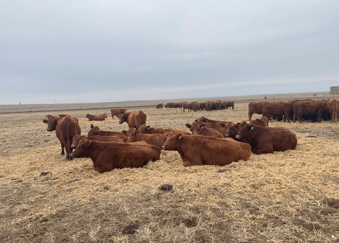 Calendar Details Southern Alberta Livestock Exchange