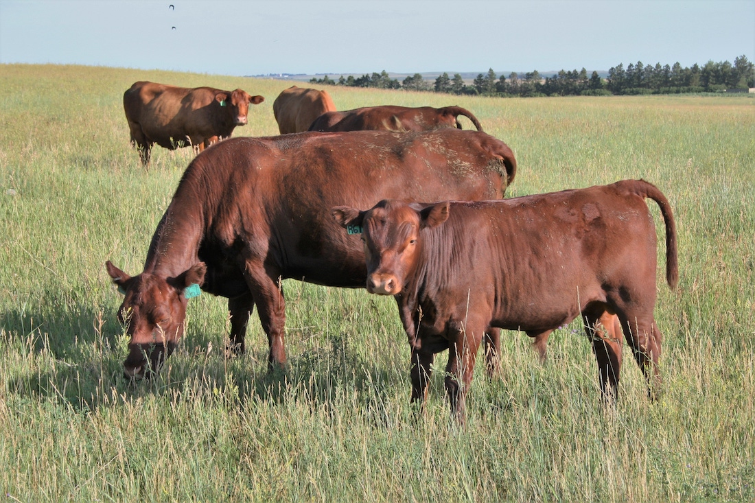 Red Poll Cattle The Livestock Conservancy