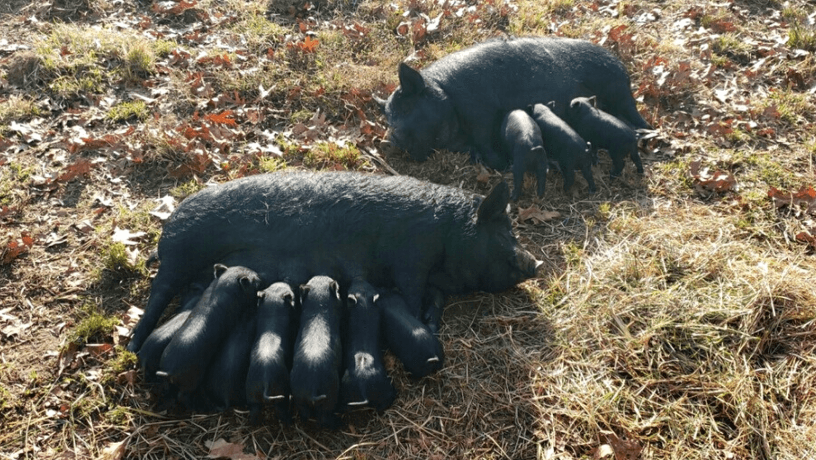 How I Fell in Love...with American Guinea Hogs The Livestock Conservancy