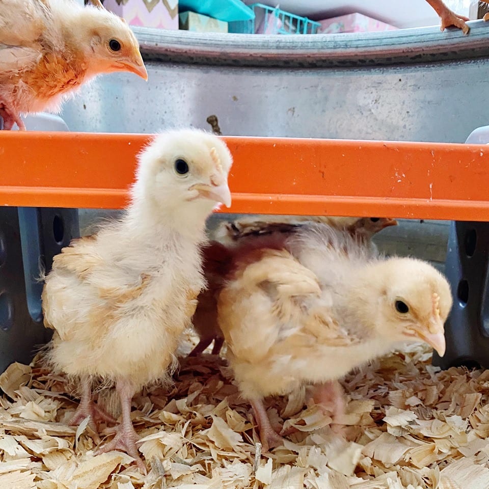 Baby Chick Basics Live Sweet