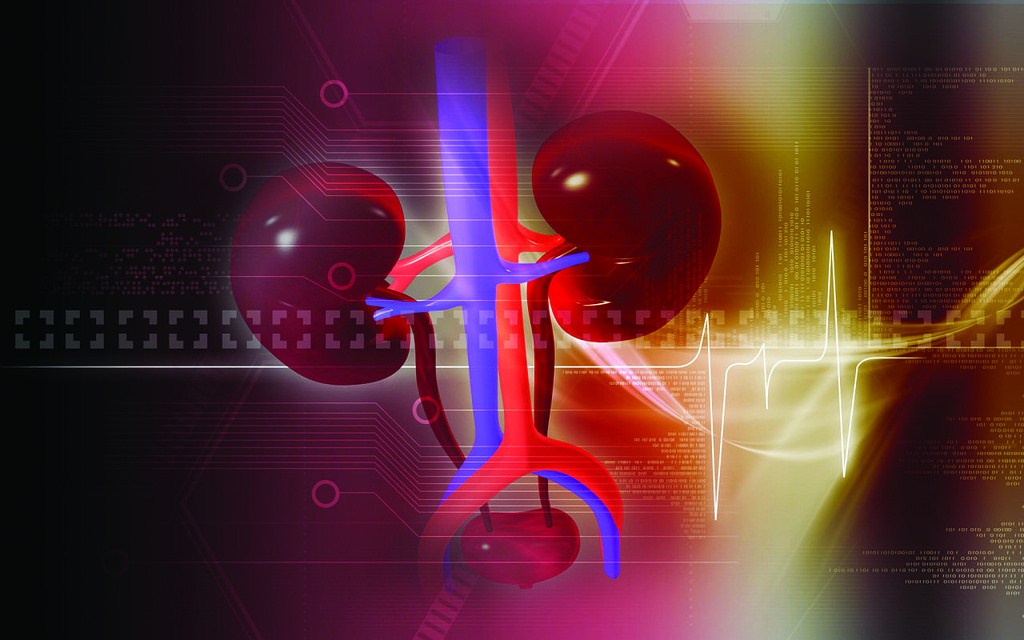 How To Repair Kidney Damage Naturally Live The Alternative