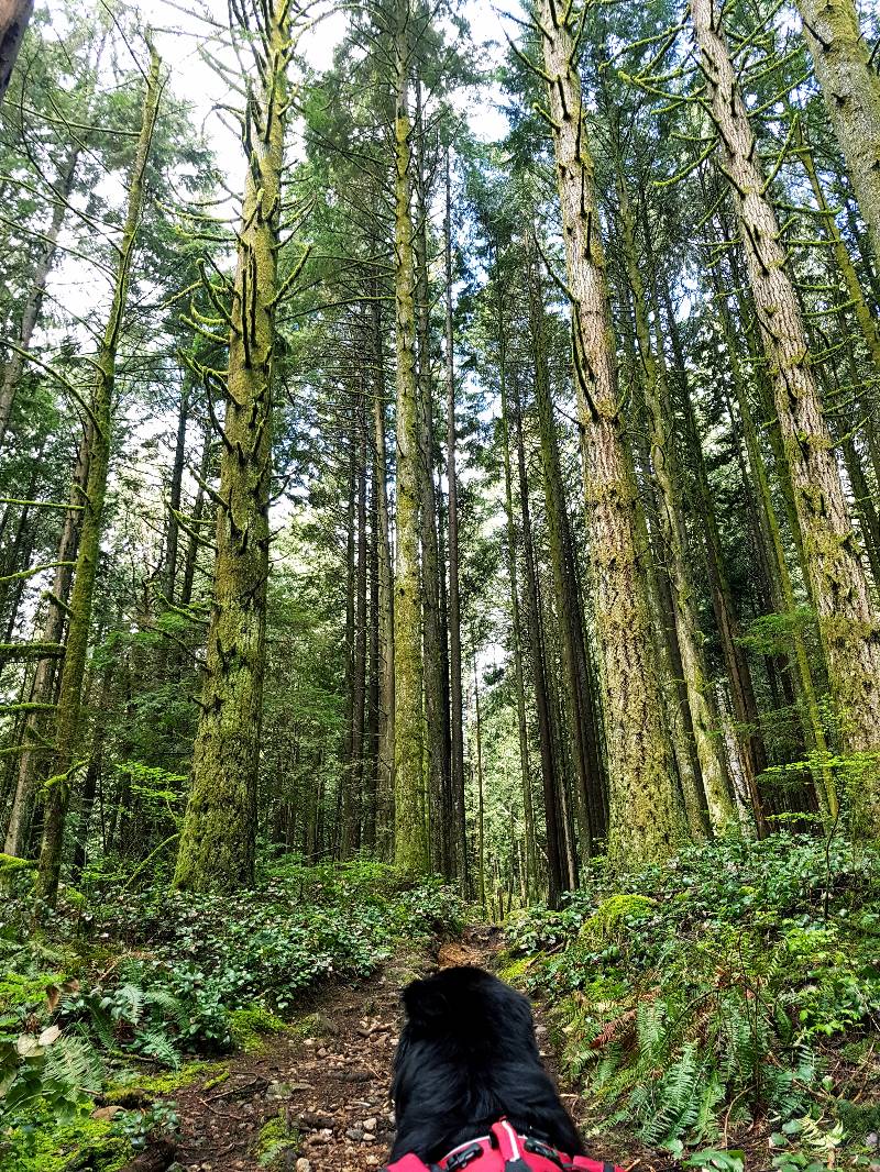 Malcolm Knapp Lake Beautiful Mike Lake Loop 6 Reviews