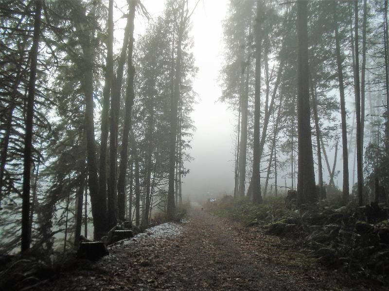 Alouette Lake Trail 1 Reviews