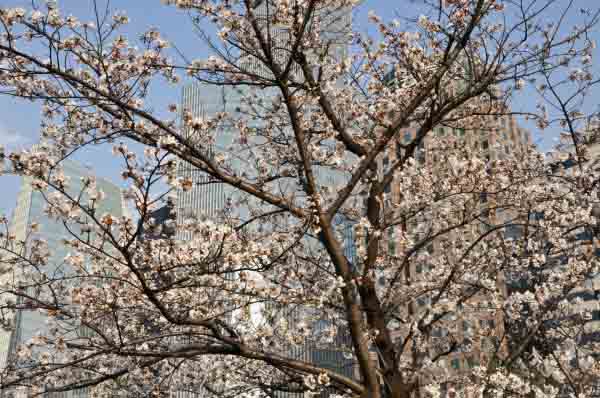 Places to Visit in Seoul During Spring