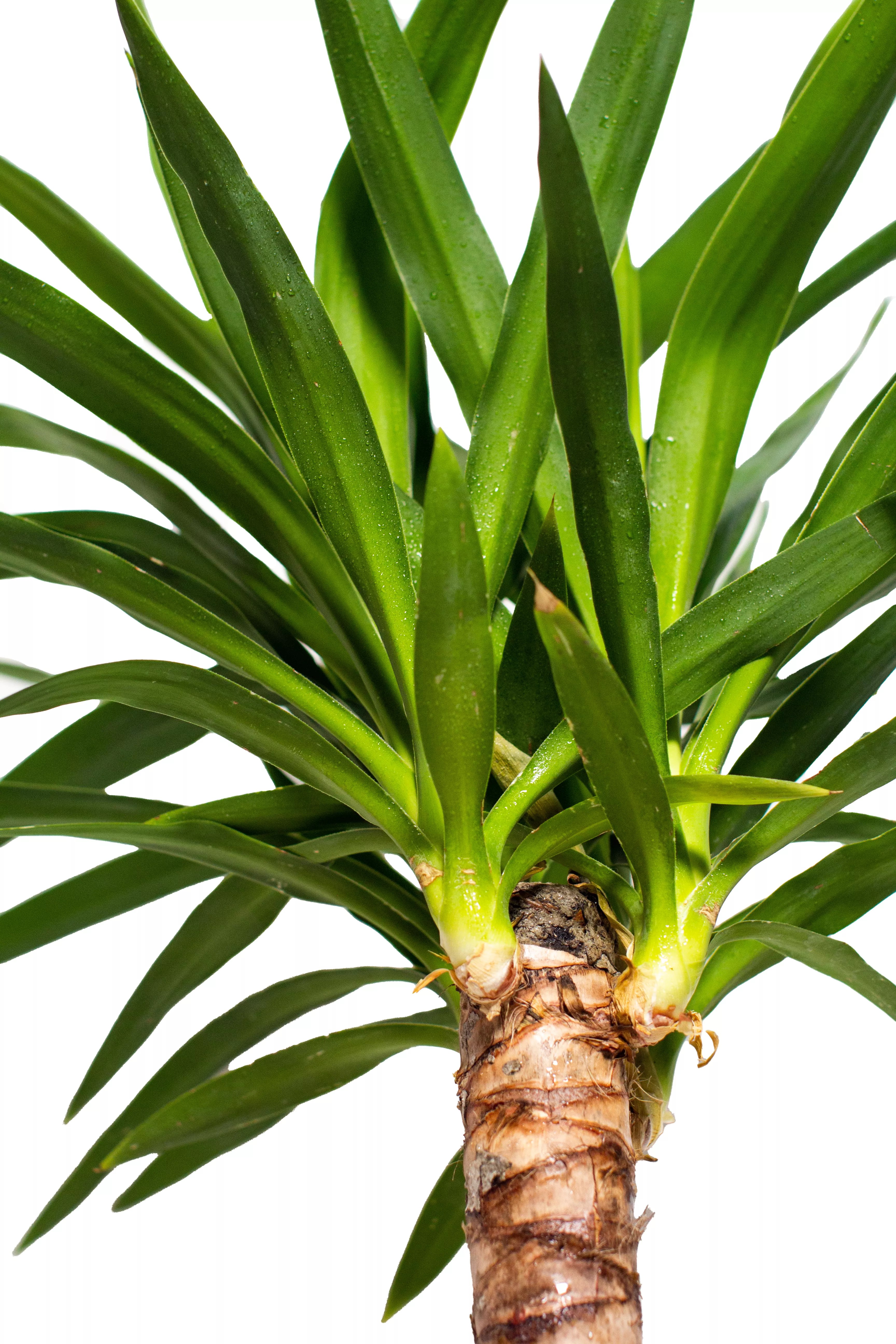 Yucca Plant Care LiveTrends Design Group