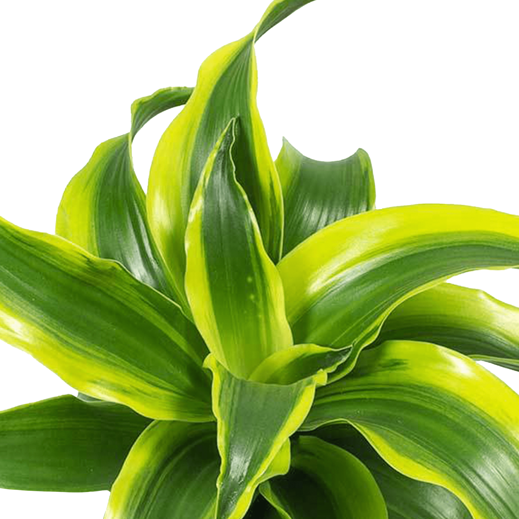 Dracaena fragrans 'Tornado' LiveTrends Design Group