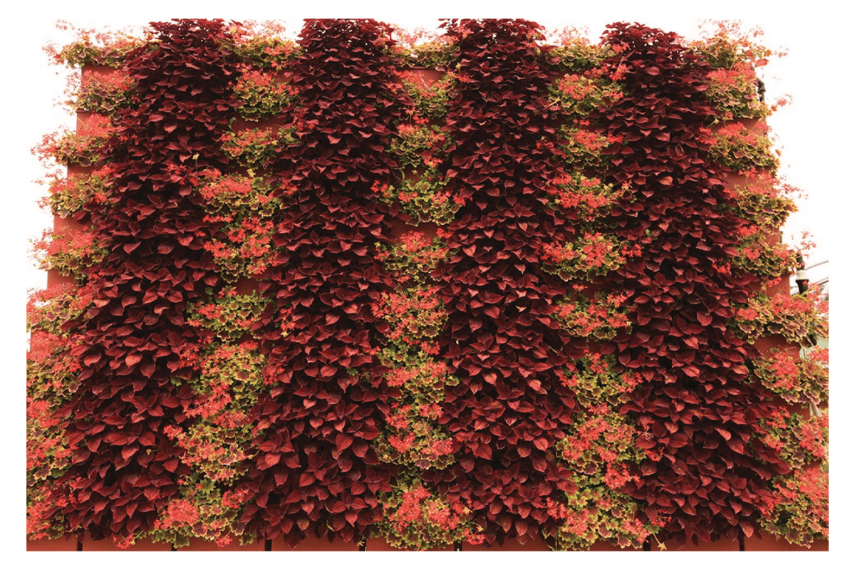 Plant Selection LiveWall Vertical Plant Wall System