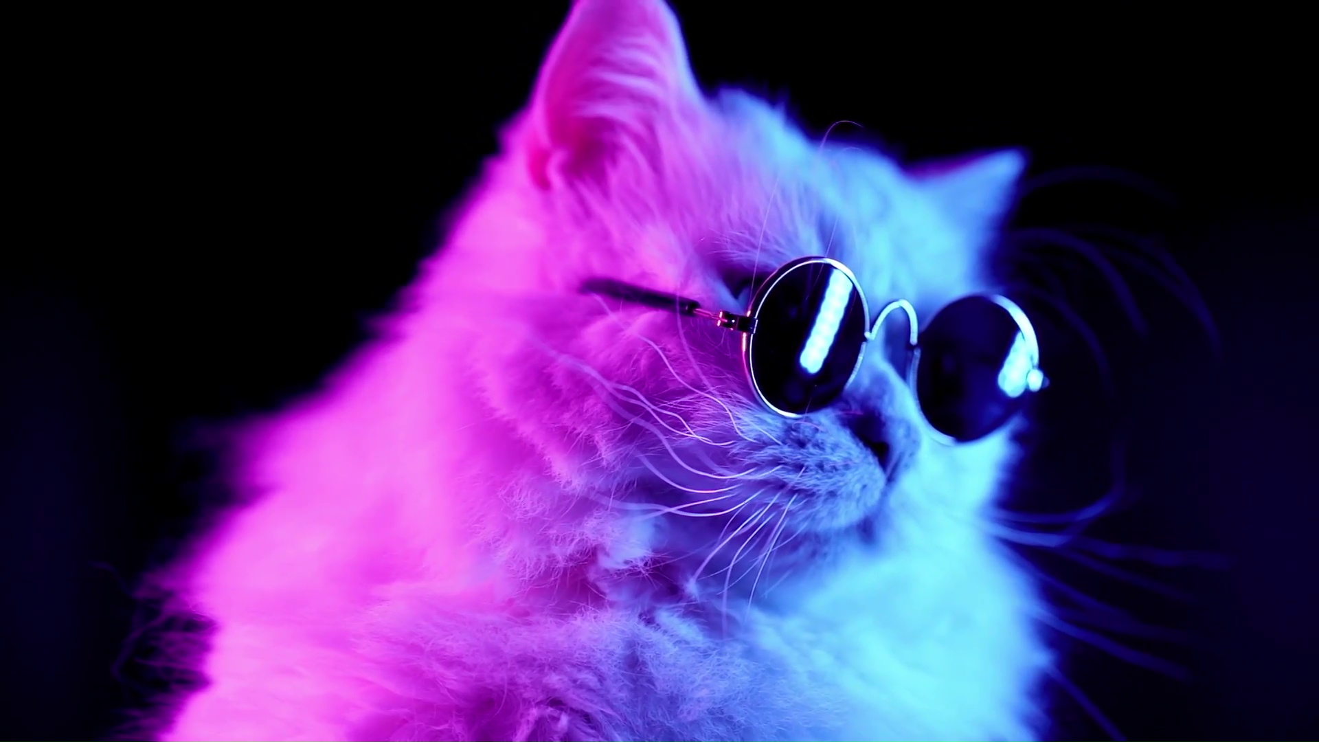 Cool Cat Live Wallpaper Live Wallpaper