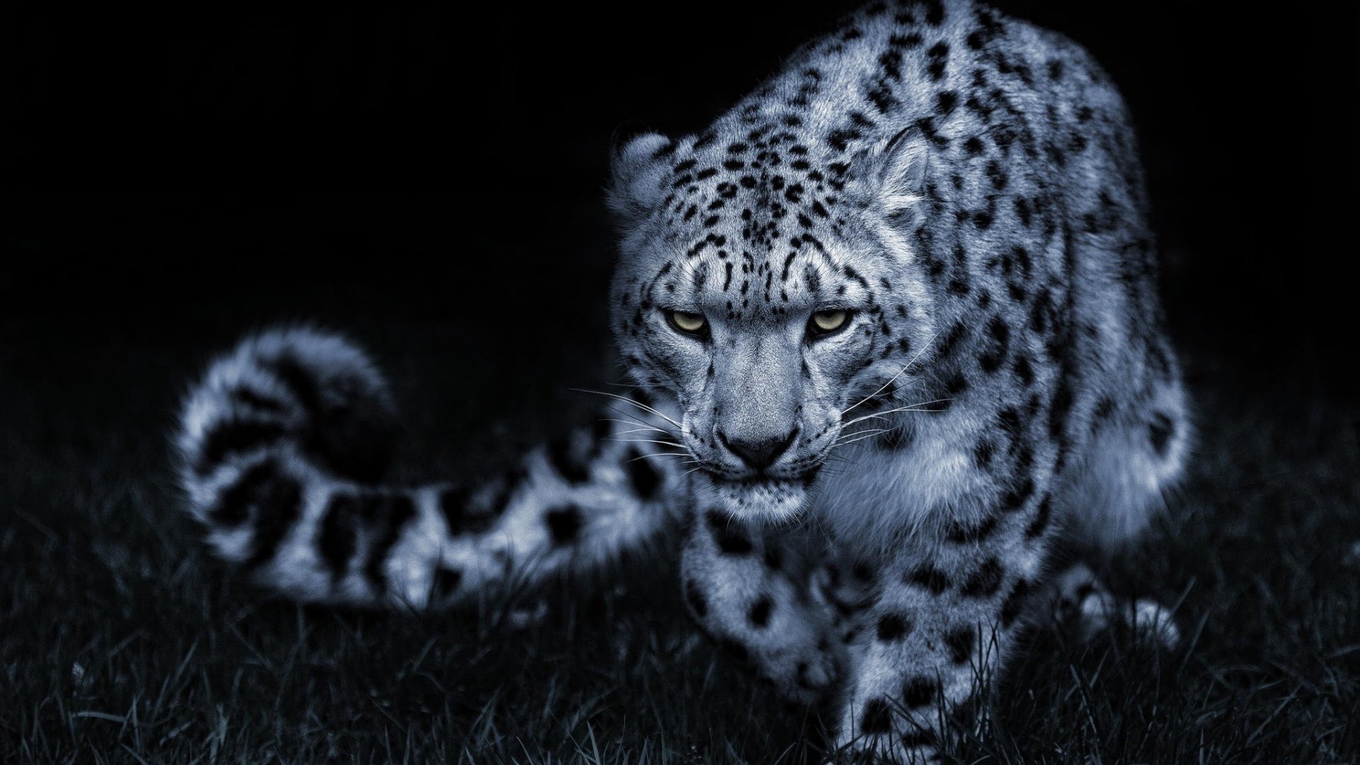 Amazing White Leopard Live Wallpaper HD