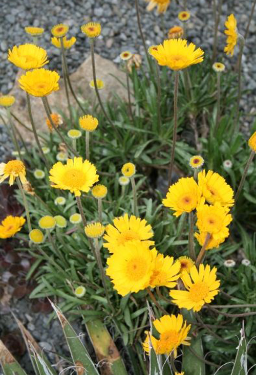 Ask an Expert // Top 5 DroughtTolerant Plants Live Well
