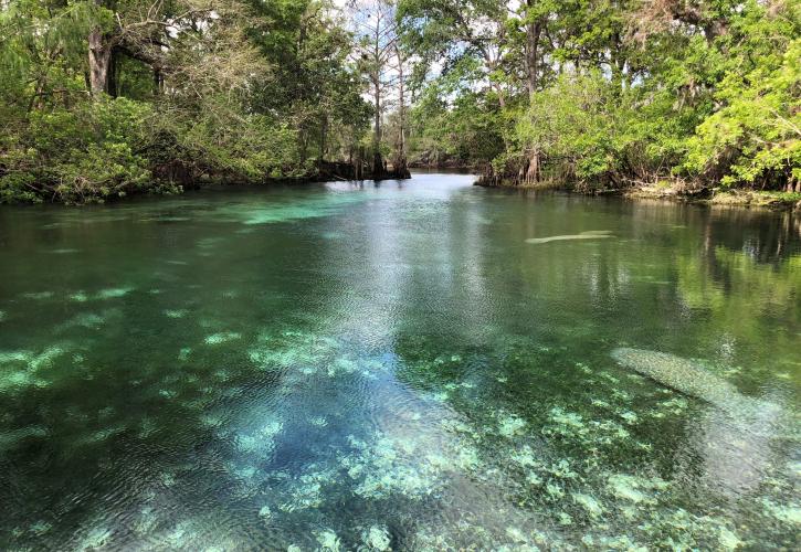 Fanning Springs State Park Live Wildly