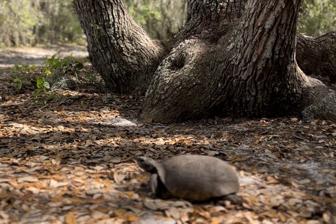 Here’s How You — Yes, You! — Can Help Protect Florida’s Wildlife Live