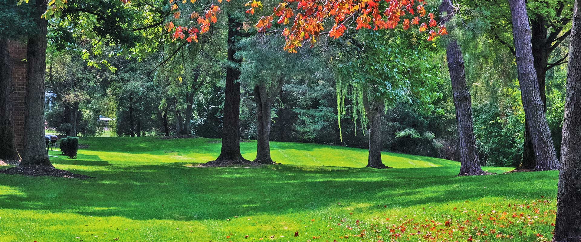 Willow Tree Apartments