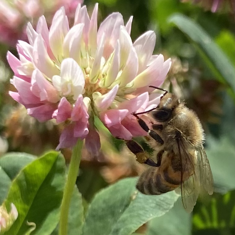 Calgary buzzing with renewed interest in bees LiveWire Calgary