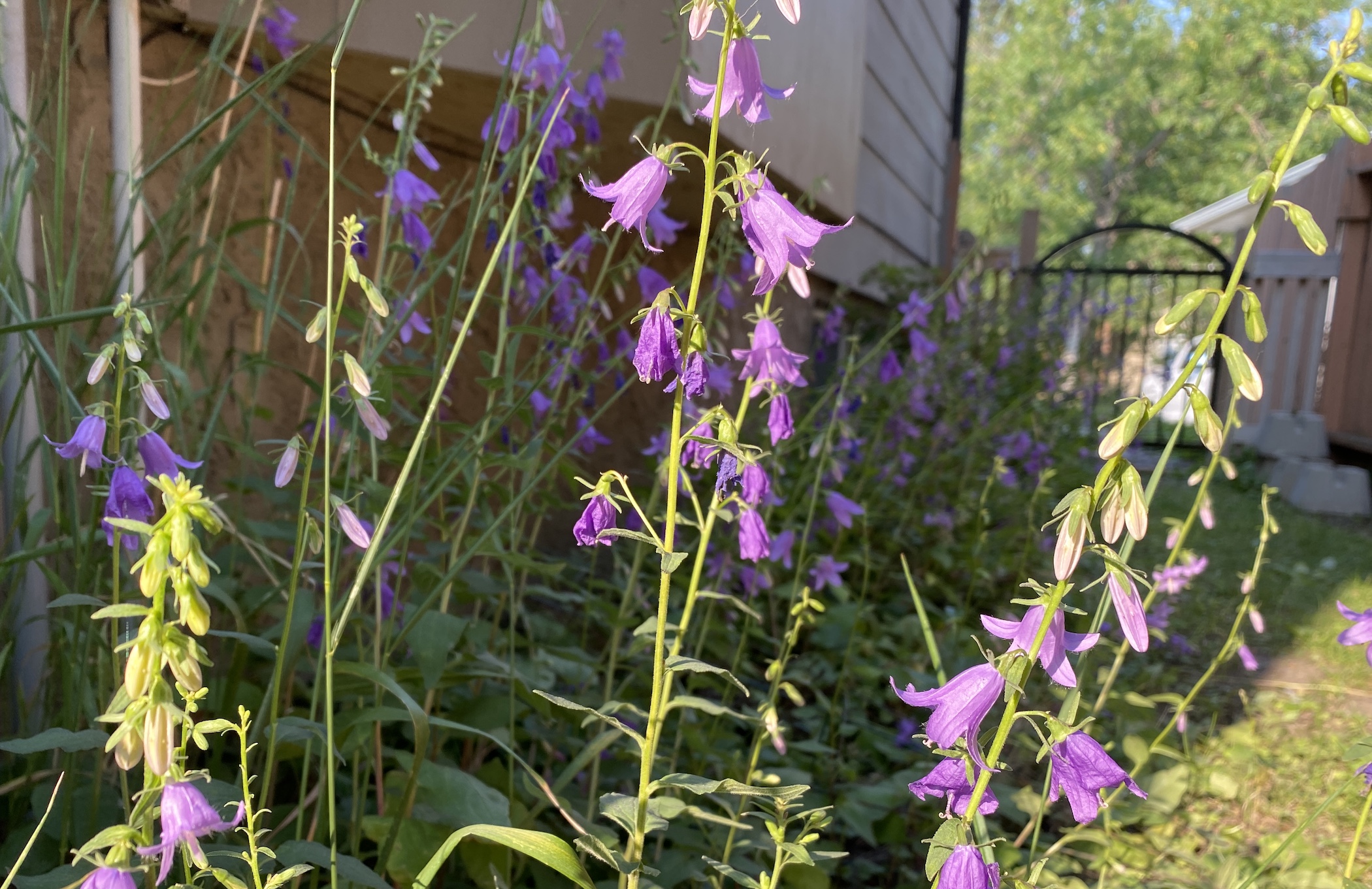 Creeping bellflower wreaking havoc on Calgary yards and gardens