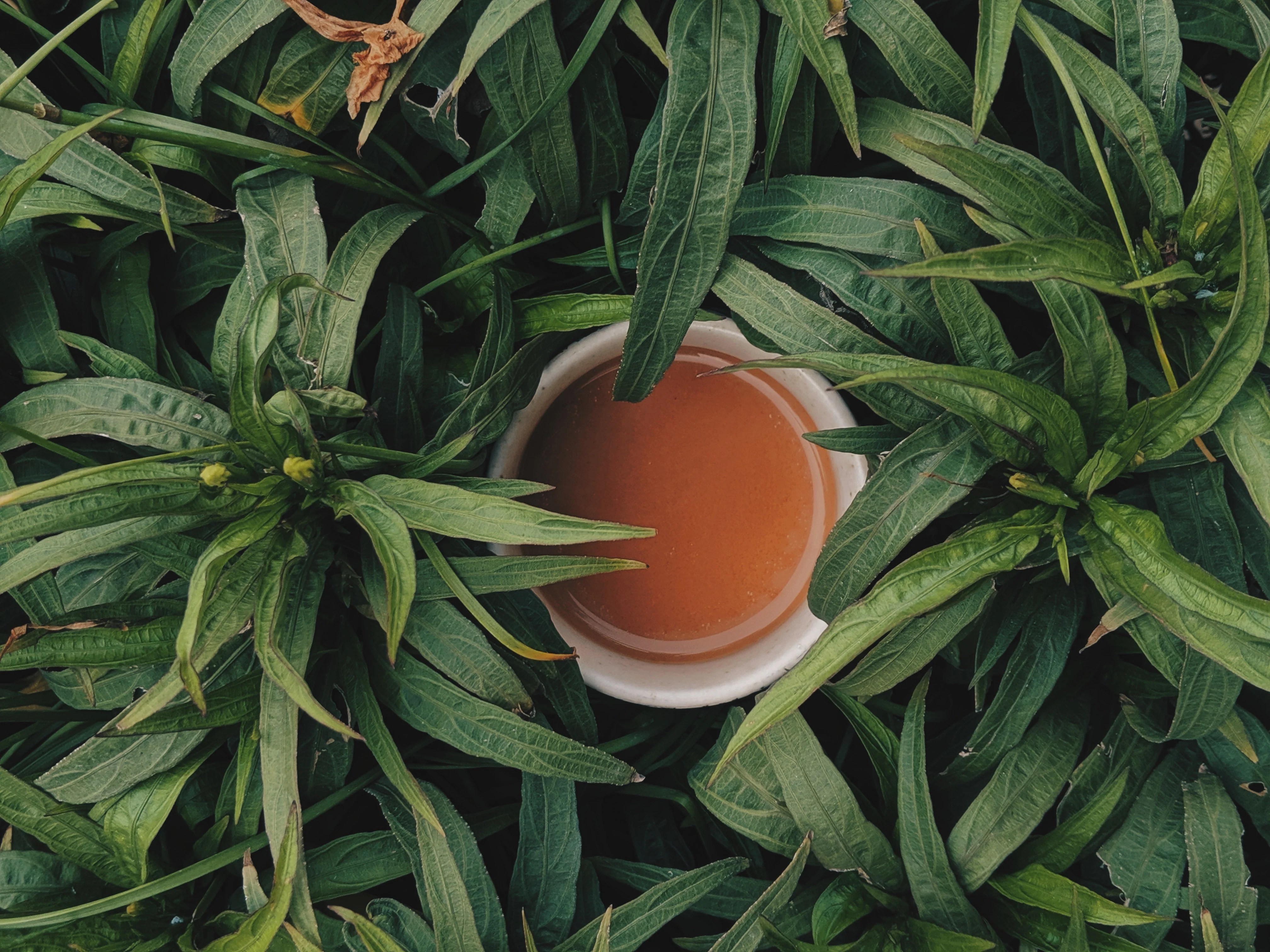 CBD Tea Benefits 10 Reasons To Give CBD Tea A Try Zest