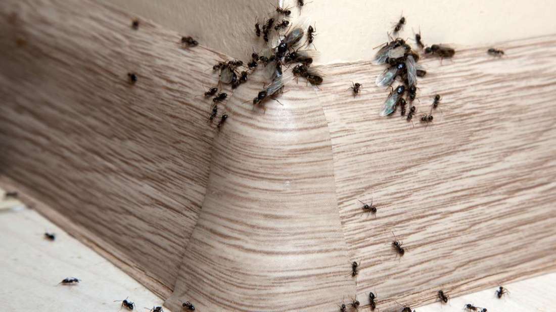 8 Effective Ways to Keep Insects Out of Your Home
