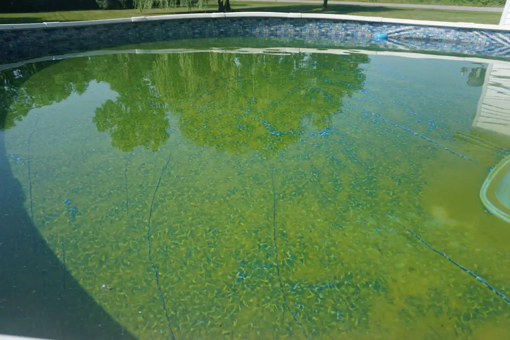 Tips to Remove Mustard Algae from Your Swimming Pool Without Scratching