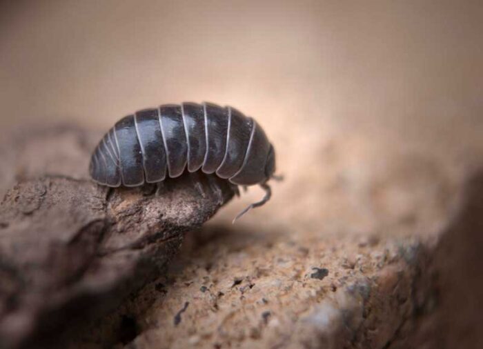 Natural Ways to Get Rid of Pill Bugs in Your Garden
