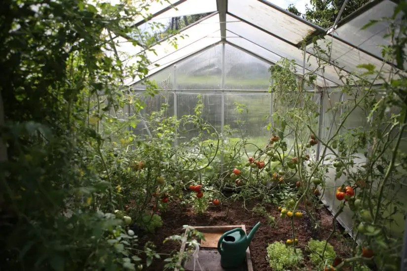 How to Control the Humidity Level in a Greenhouse Livinator