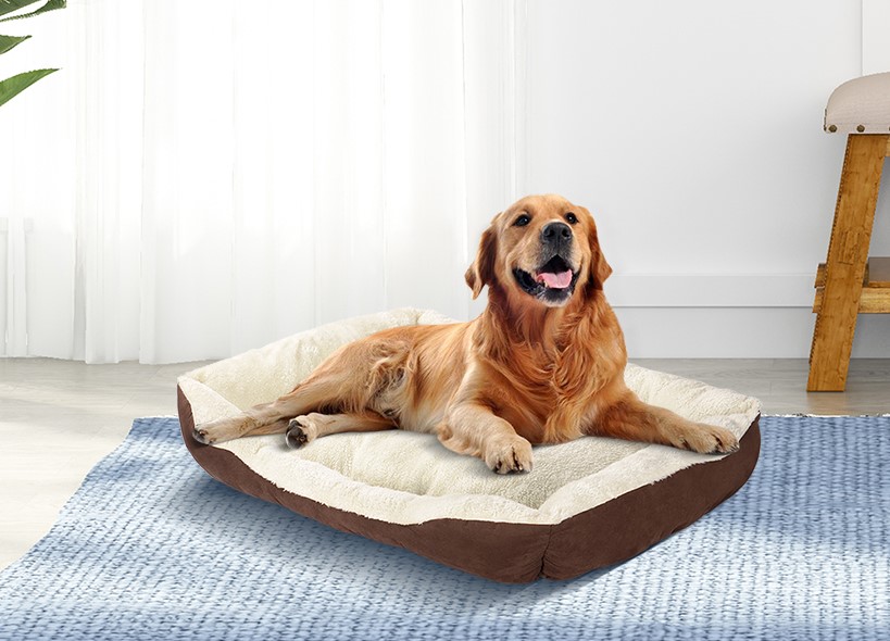 Benefits Of A Dog Bed For Your Canine ShopperPlus BLOG
