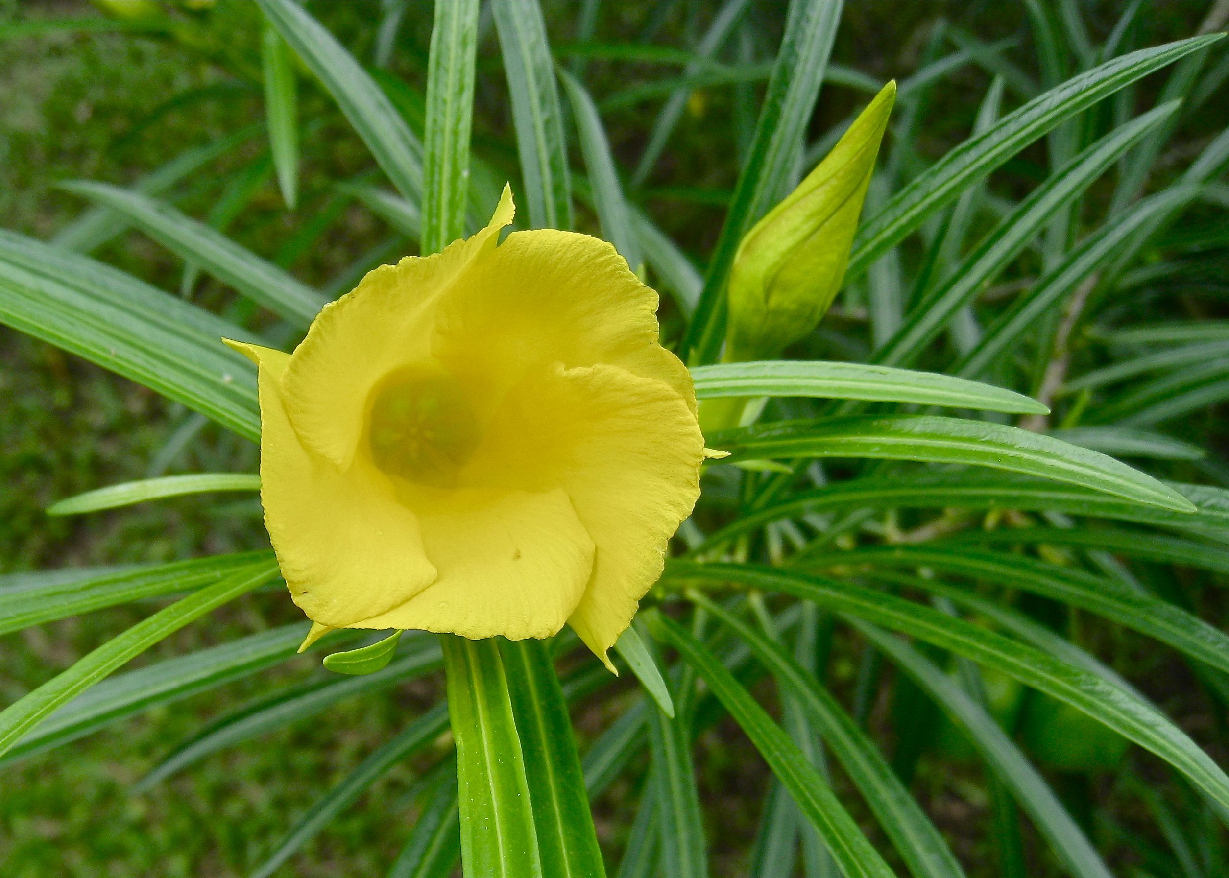 VII Toxic remedies Living Farmacy at Rancho Margot