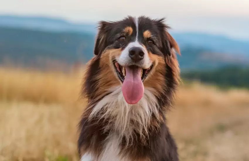 Best Treat Ideas For Your Australian Shepherds LivingFeeds