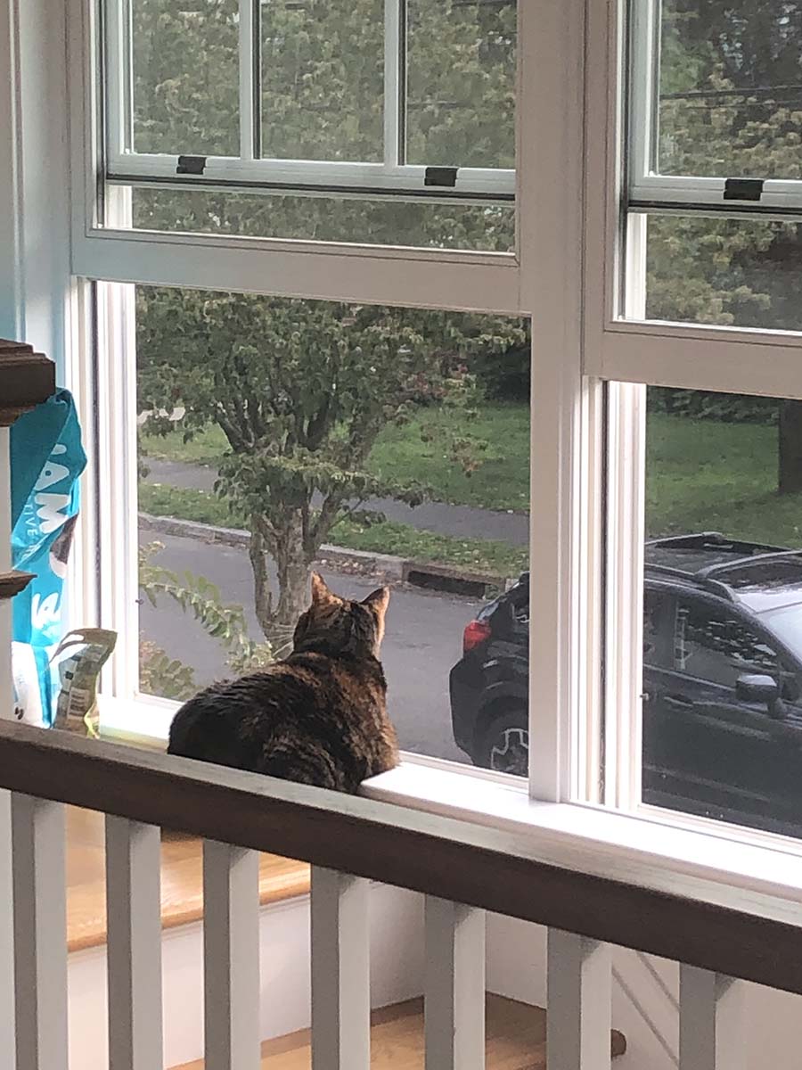 Pet of the Week Winnie Living Greenwich