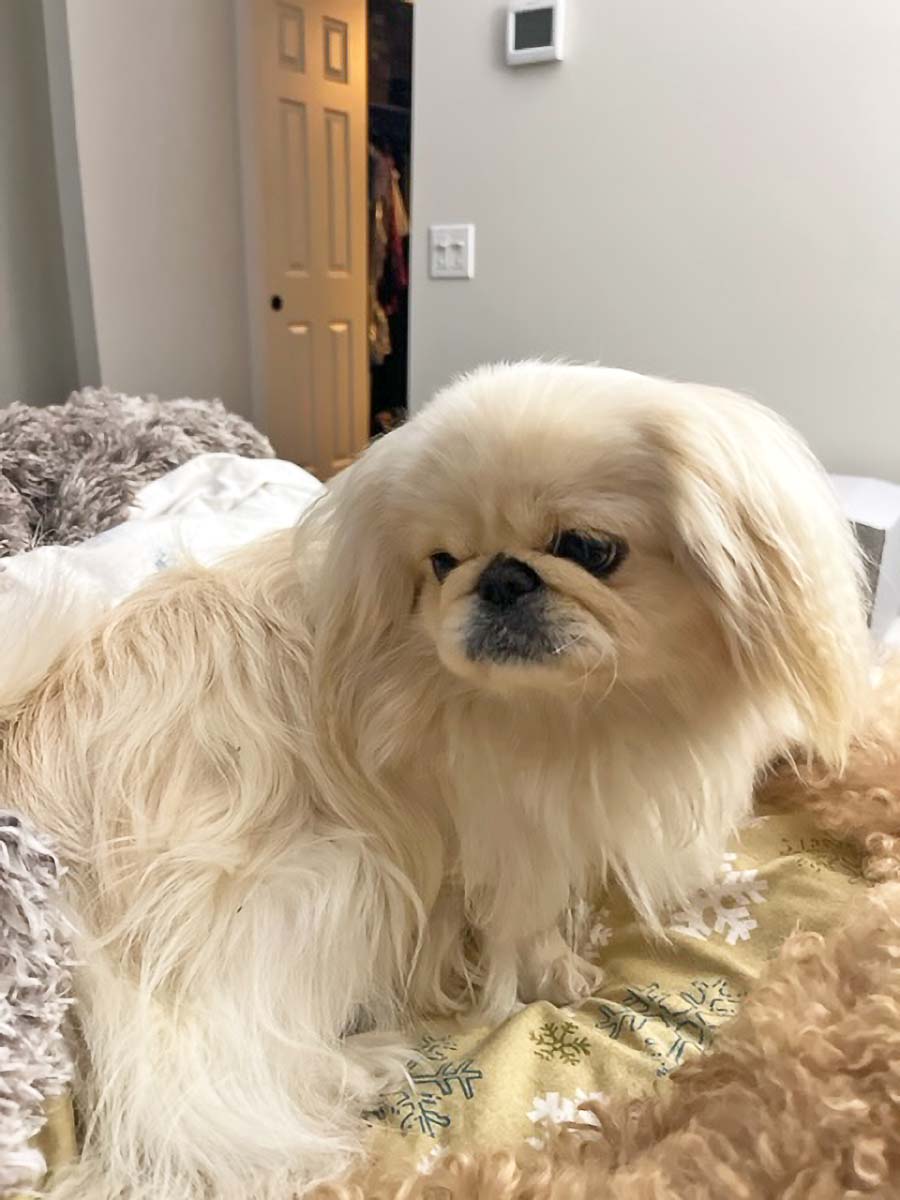 Pet of the Week Xixi Living Greenwich