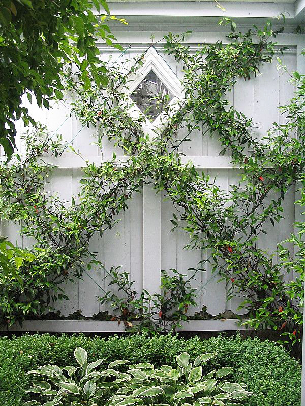Maximize Vertical Green Space with Espalier Jasmine