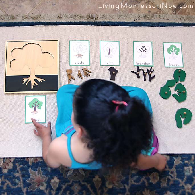 Free Tree Printables and MontessoriInspired Tree Activities Living