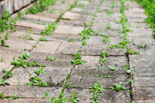 How to Permanently Get Rid Of Weeds in Driveway LivingProofMag
