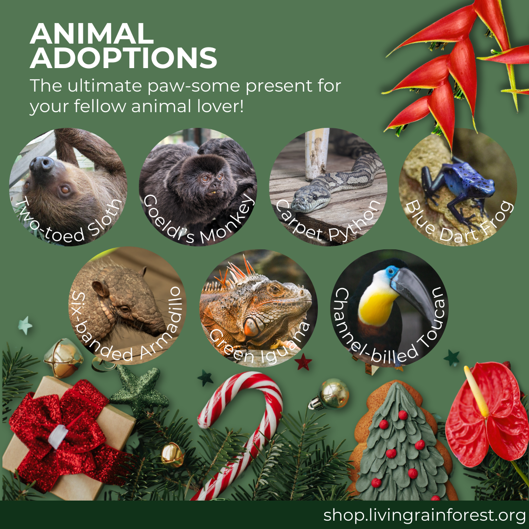 Visit The Living Rainforest Shop onsite or online The Living Rainforest