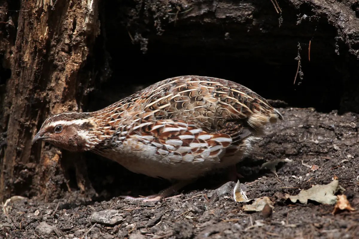 Keep Quail Out Of Your Garden Best Tips For LongTerm Prevention