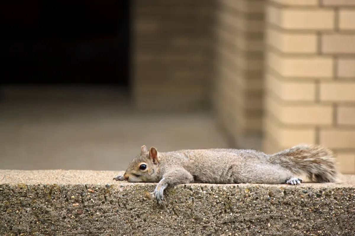 Where Do Squirrels Sleep? Do They Even Sleep? Living The Outdoor Life