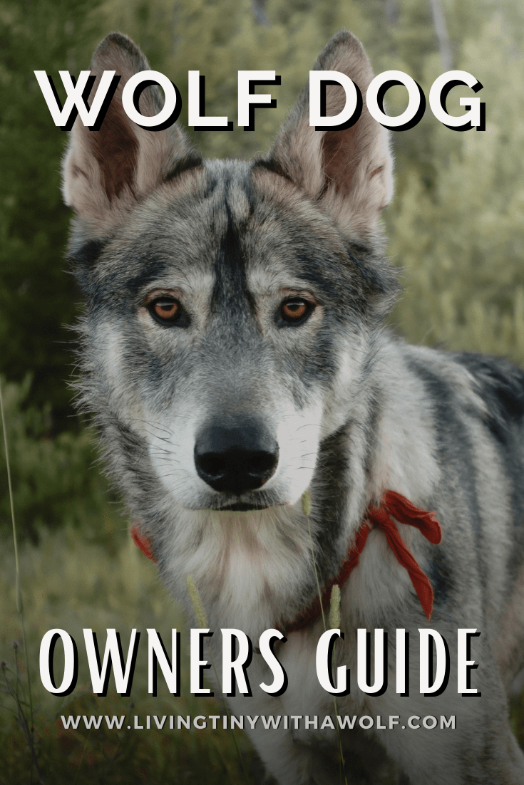 Wolf Dog Hybrid The Honest Truth About Owning A Pet Wolf Living Tiny