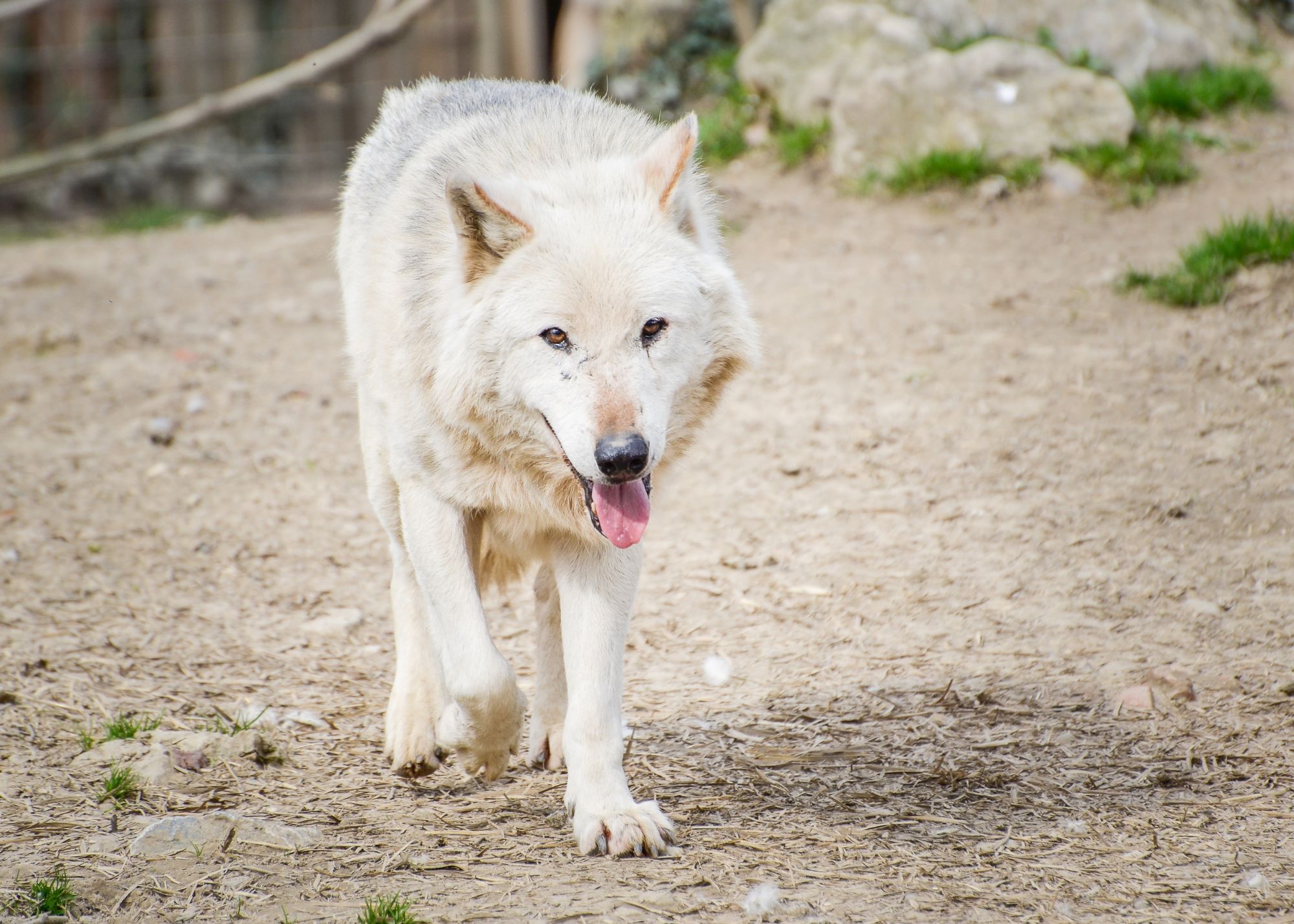 Owning A High Content Wolf Dog (Traits, Training & Care) Living Tiny