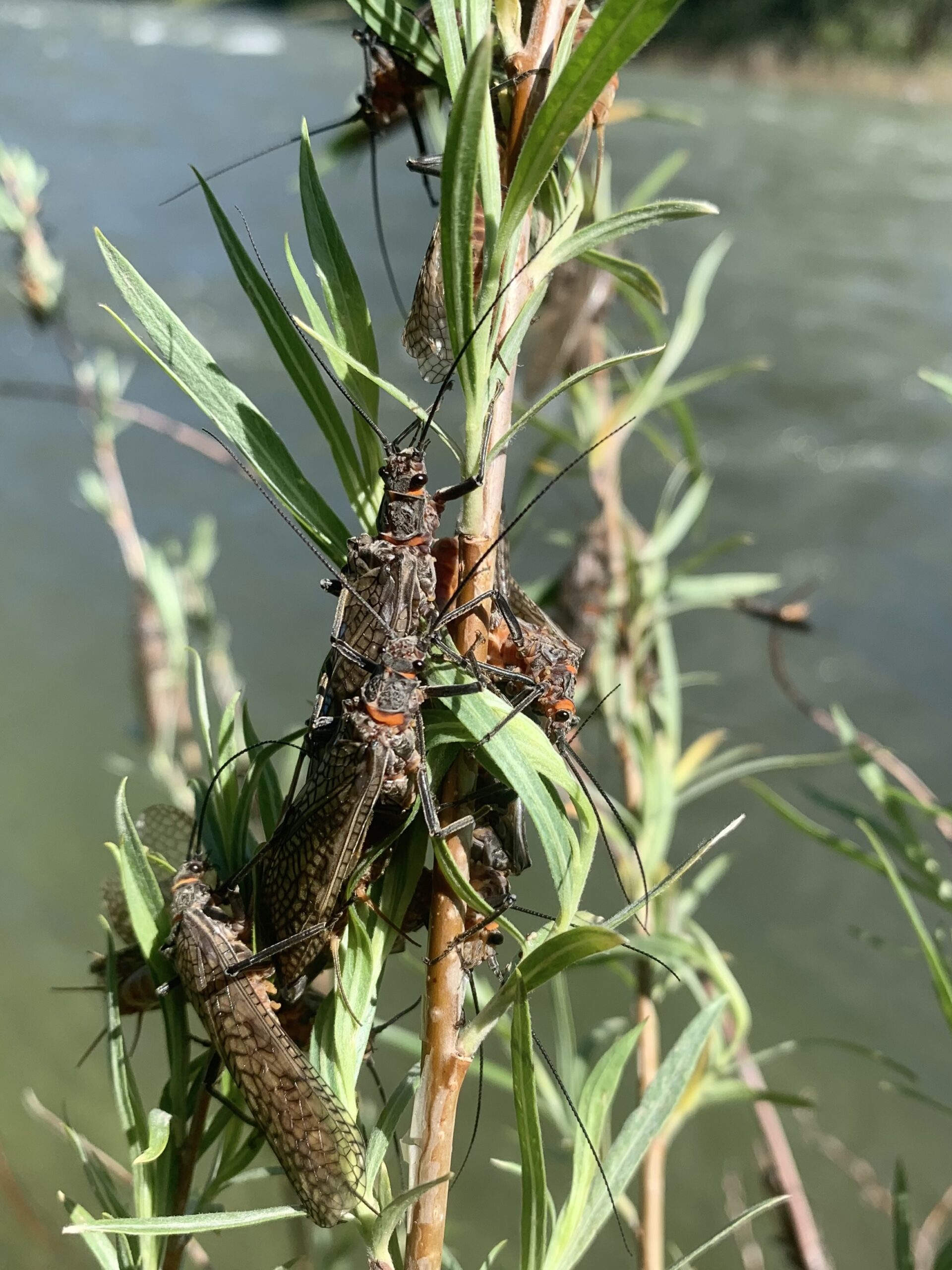 Fishing the Salmon Fly Hatch Living Water Fly Fishing