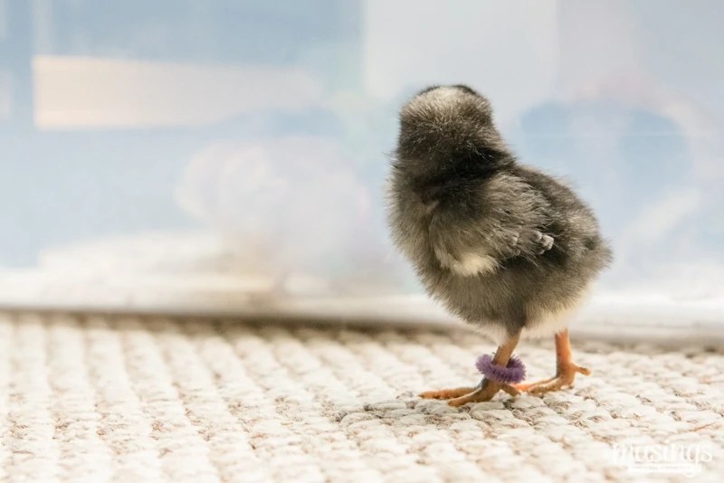 How to Tell Baby Chicks Apart Living Well Mom