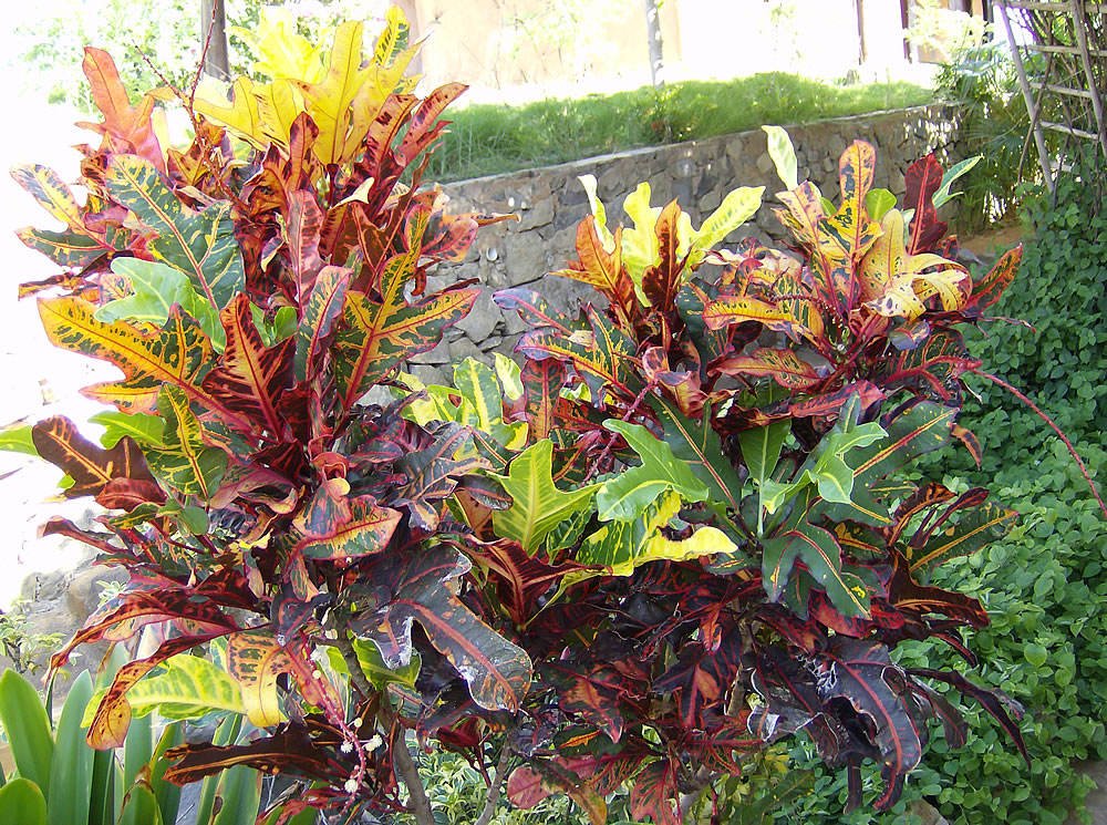 Omar Gardens Shares Ten of their Favourite Shrubs for your Tropical