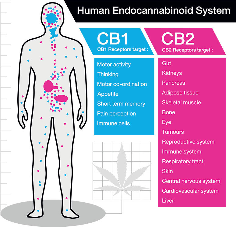 What Is The Endocannabinoid System & What Does It Do? LivWell