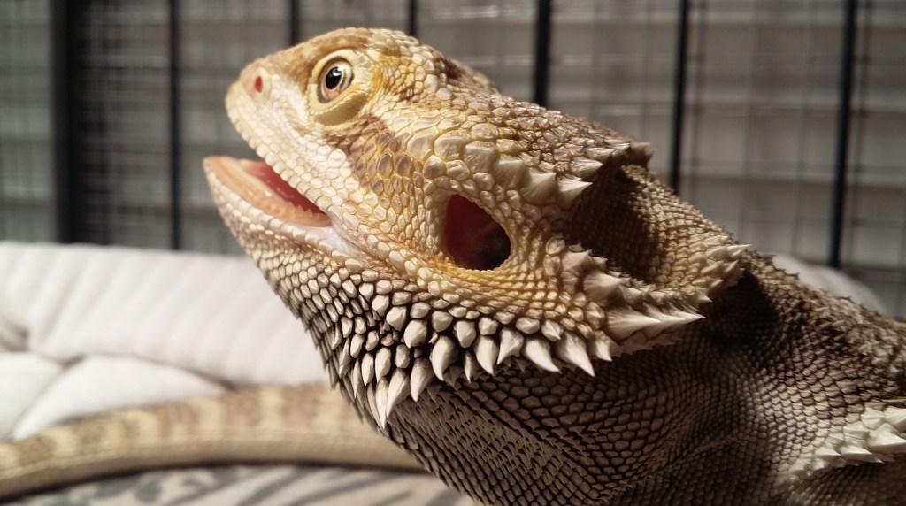 Did you know that beards with beards are arrogant in music? Lizard