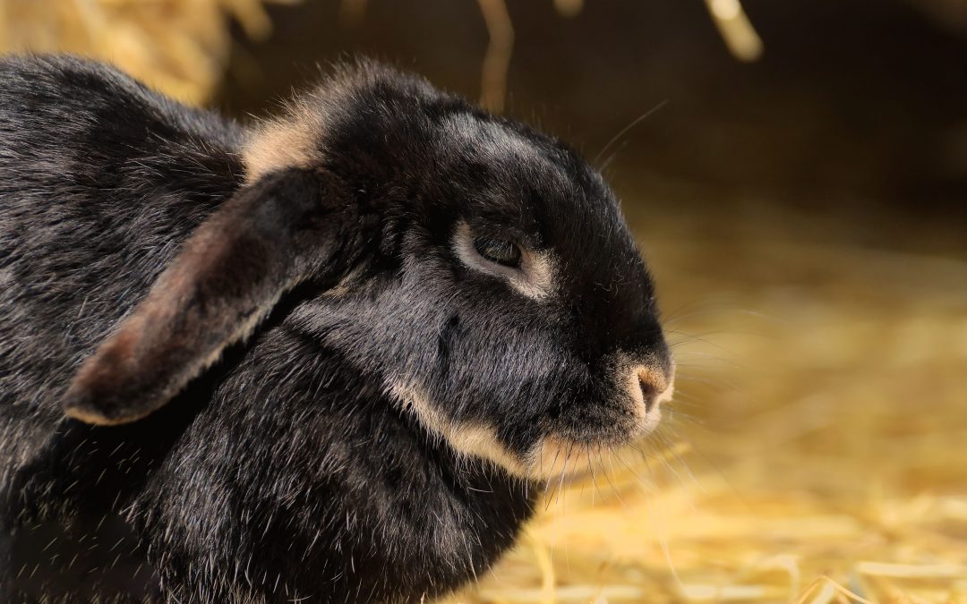 Benefits of Spaying or Neutering Your Pet Bunny Lizardz