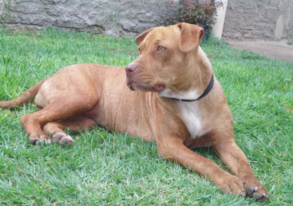These Dog Breeds Could Cause Your Homeowners Insurance To Skyrocket