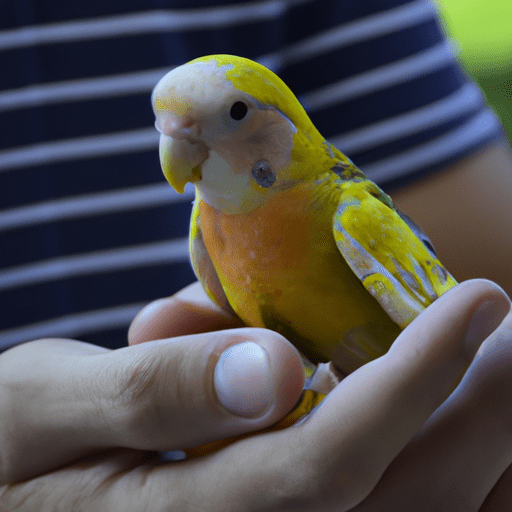 How Much Does A Macaw Cost Lizard's Knowledge Mind Discovering the