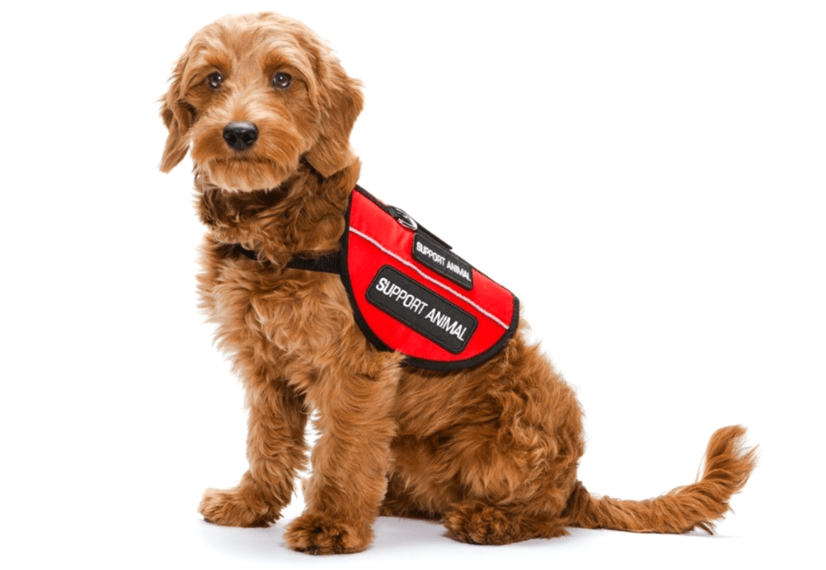 HUD Updates Rules on Emotional Support Animals Lazega & Johanson
