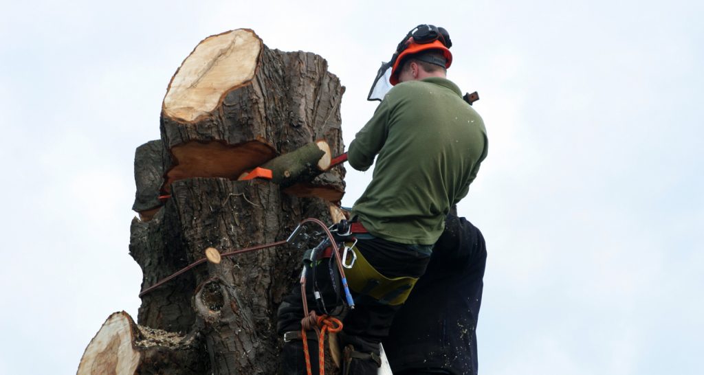 How to sectionally dismantle a tree LJX Tree Surgeons
