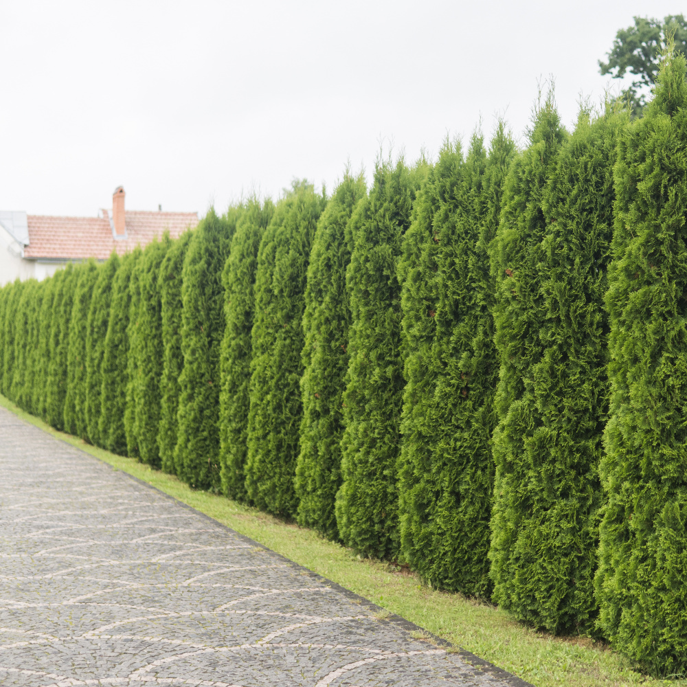 When is the right time to trim conifers? LJX Tree Surgeons