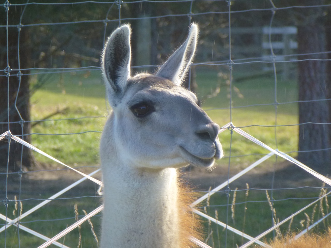 Llamas for Sale or Stud New Zealand Llama Association