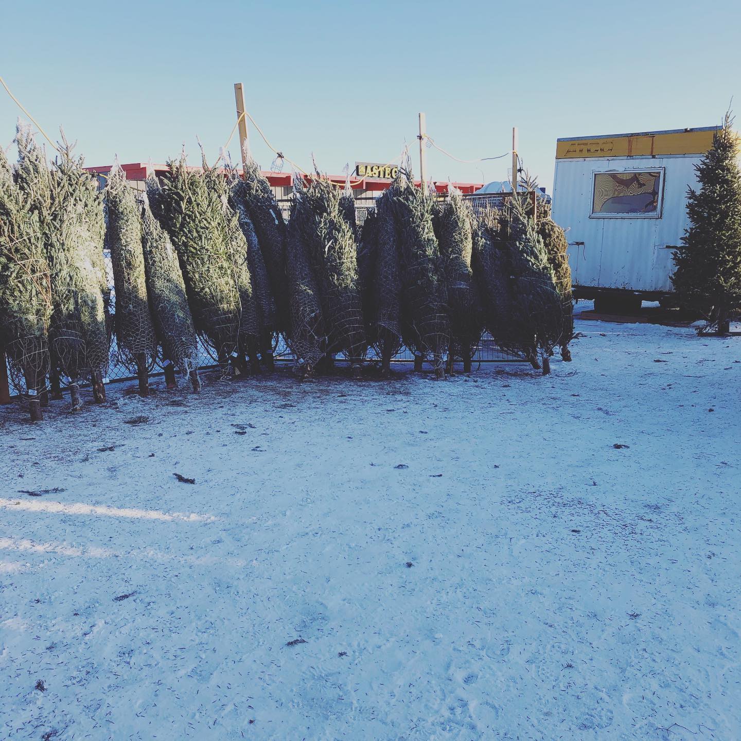 Trees Lloydminster Kinsmen